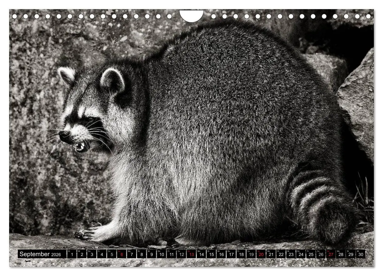 Bild: 9783516042962 | Waschbären - Maskierte Gauner (Wandkalender 2026 DIN A4 quer),...