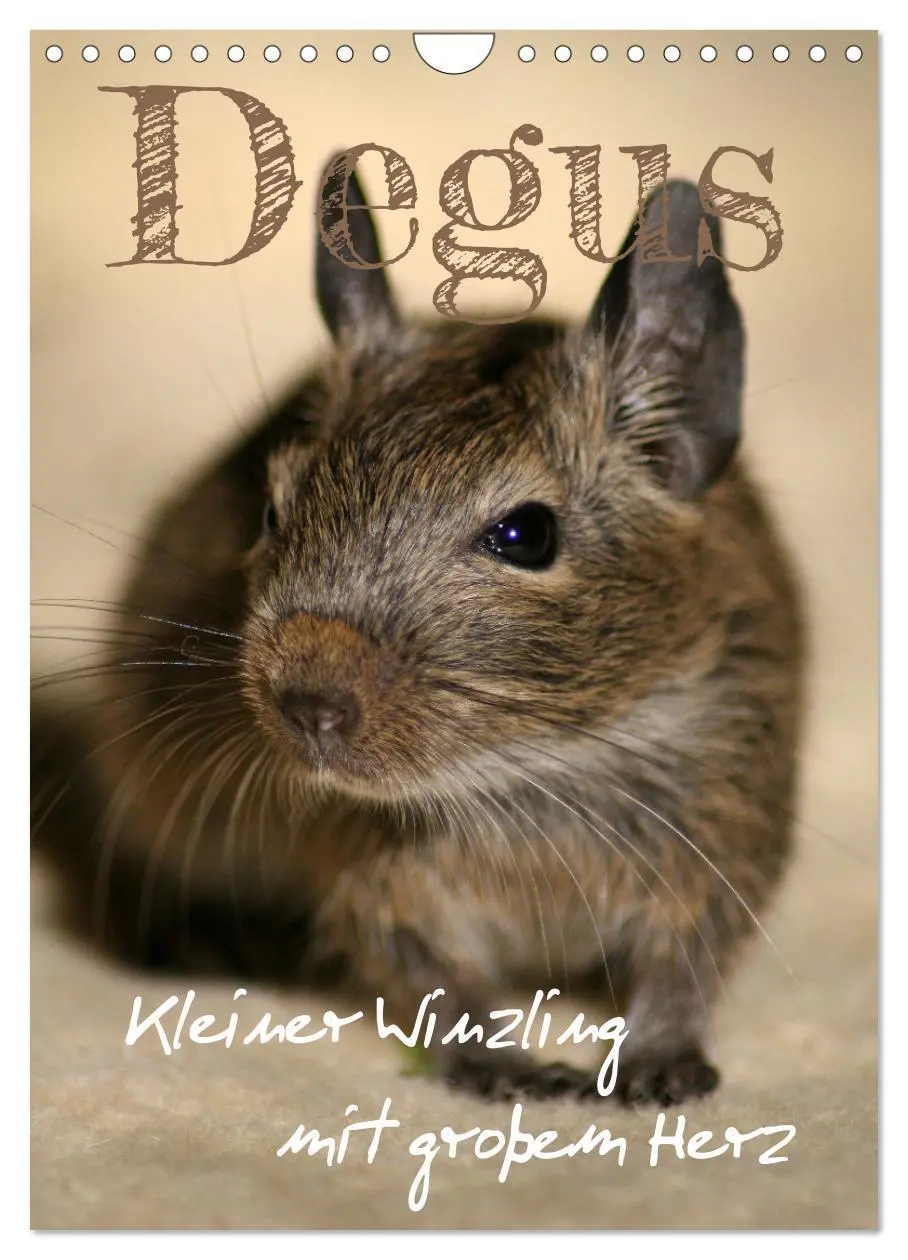 Cover: 9783516313062 | Degus - Winzlinge mit großem Herz (Wandkalender 2026 DIN A4 hoch),...