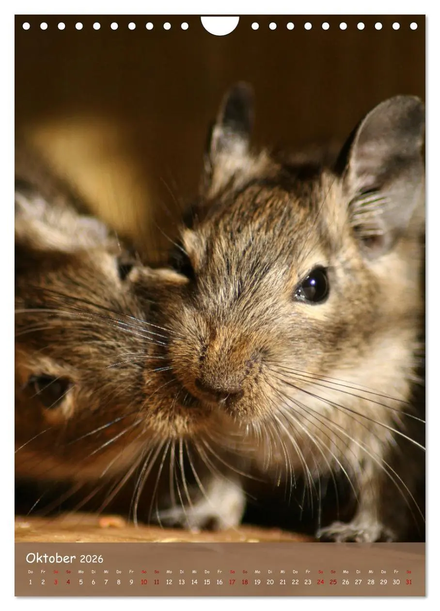 Bild: 9783516313062 | Degus - Winzlinge mit großem Herz (Wandkalender 2026 DIN A4 hoch),...