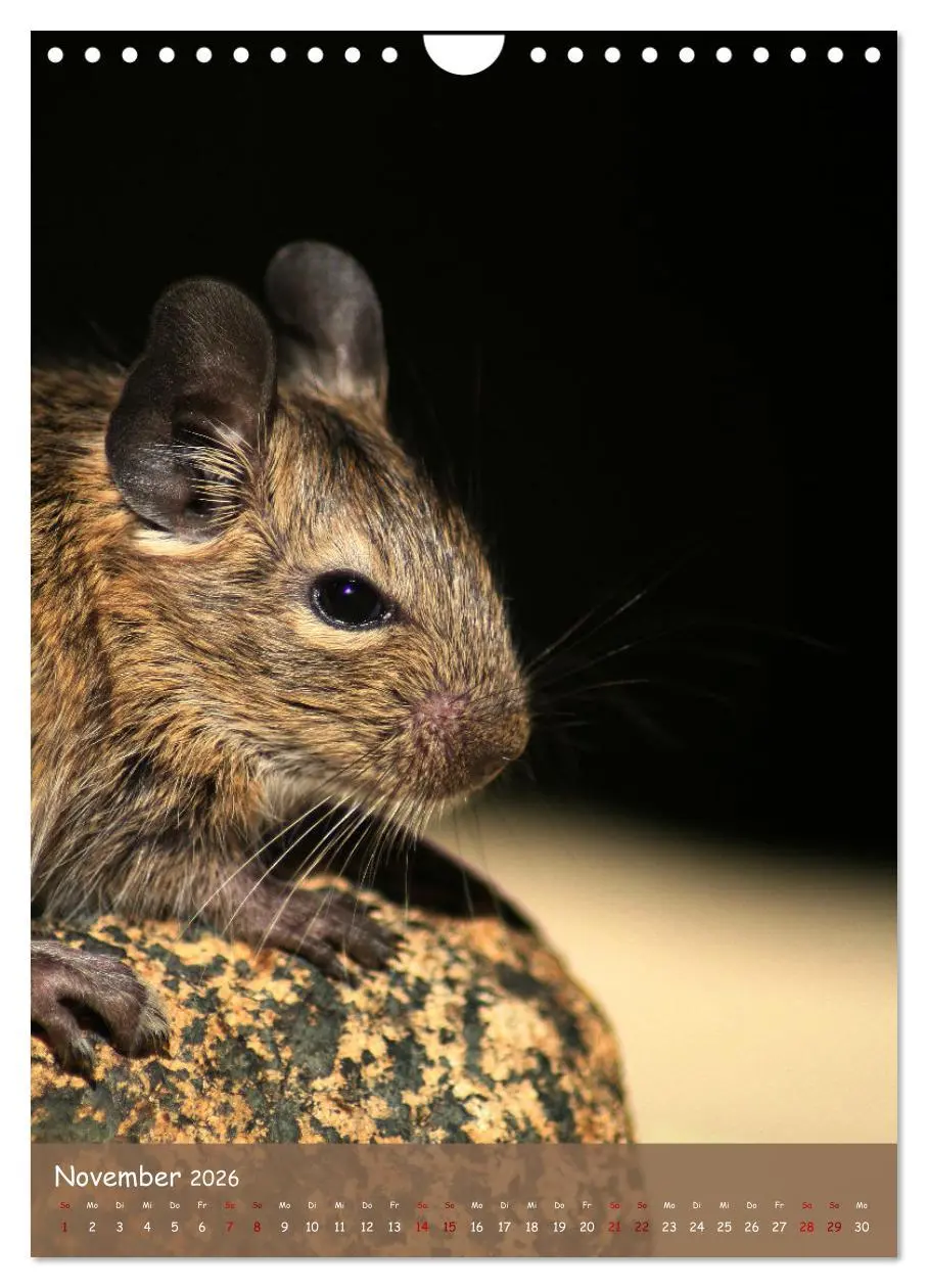 Bild: 9783516313062 | Degus - Winzlinge mit großem Herz (Wandkalender 2026 DIN A4 hoch),...