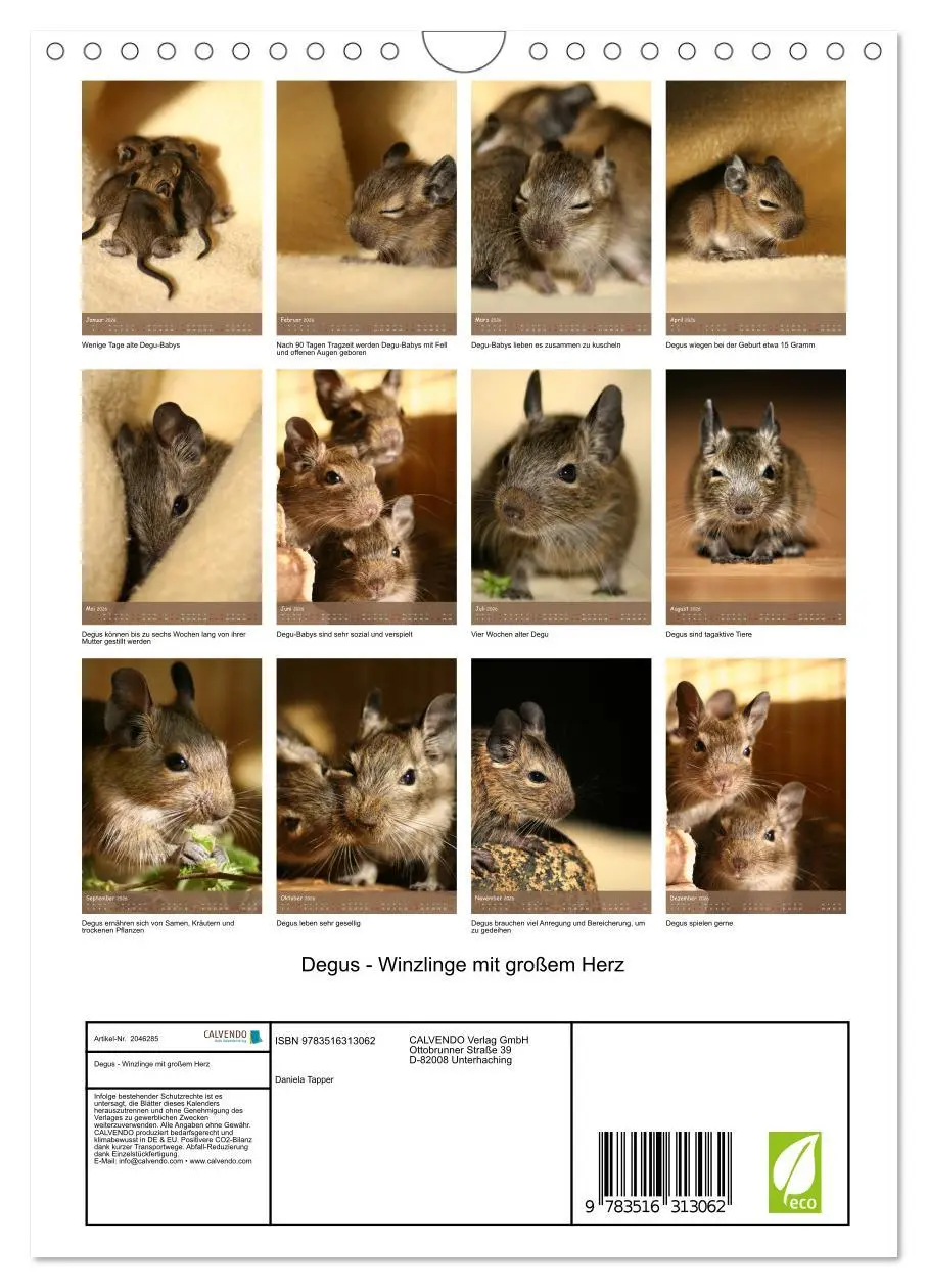 Bild: 9783516313062 | Degus - Winzlinge mit großem Herz (Wandkalender 2026 DIN A4 hoch),...