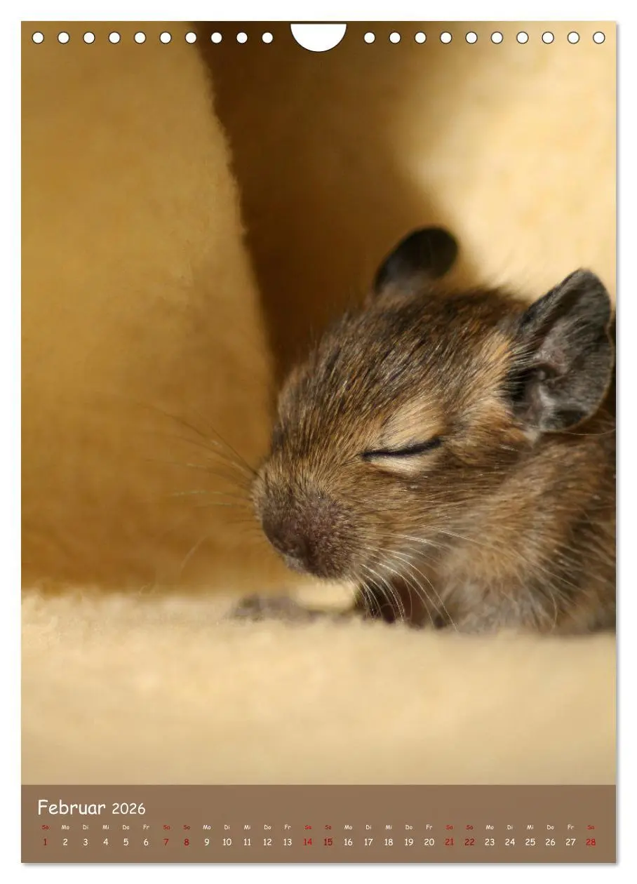 Bild: 9783516313062 | Degus - Winzlinge mit großem Herz (Wandkalender 2026 DIN A4 hoch),...