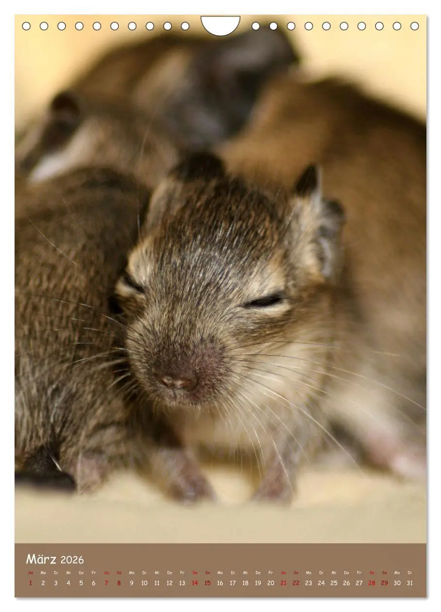 Bild: 9783516313062 | Degus - Winzlinge mit großem Herz (Wandkalender 2026 DIN A4 hoch),...