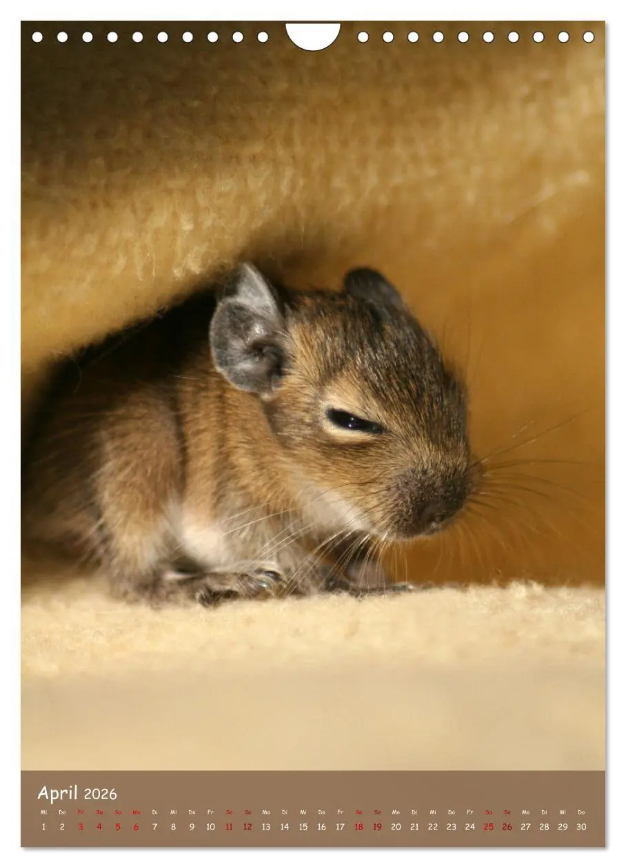 Bild: 9783516313062 | Degus - Winzlinge mit großem Herz (Wandkalender 2026 DIN A4 hoch),...