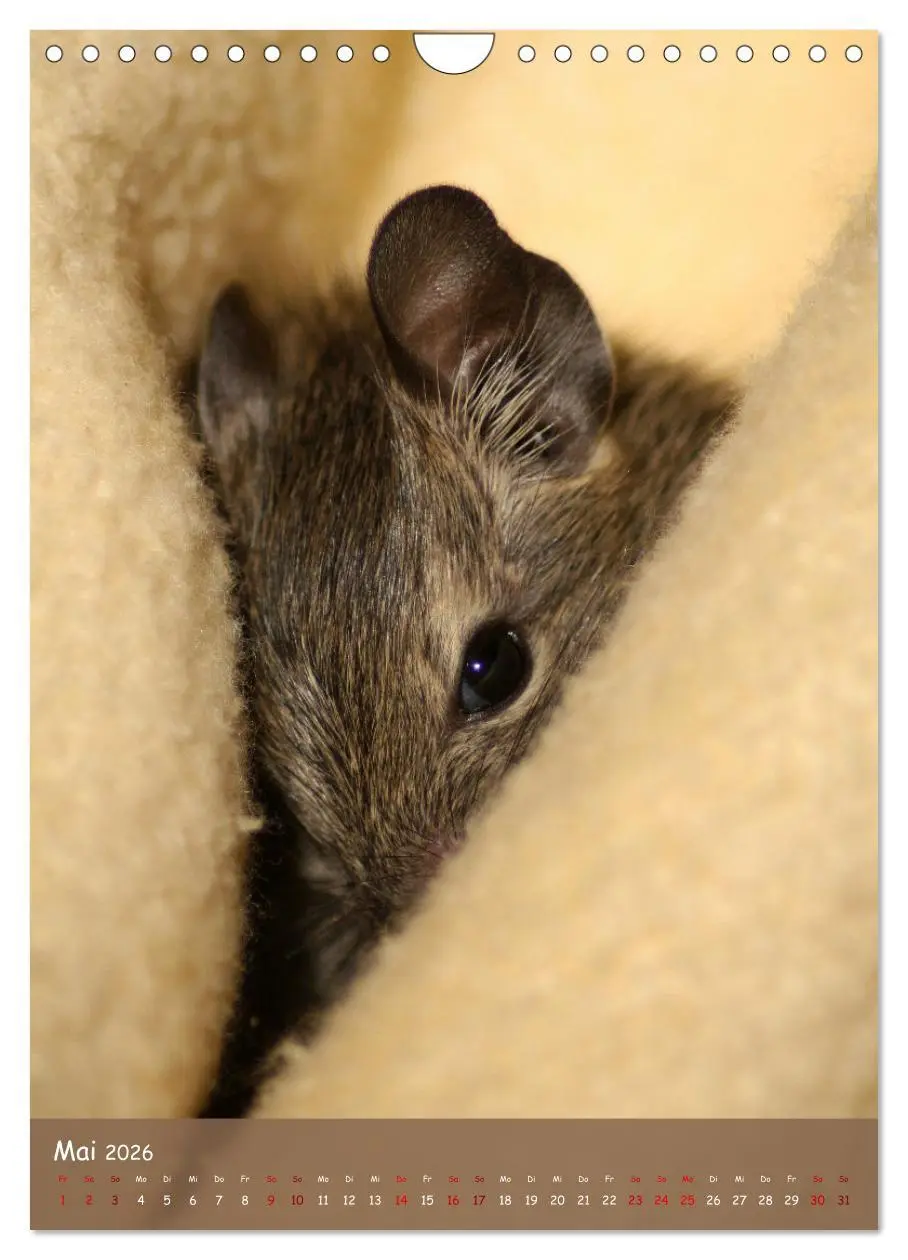 Bild: 9783516313062 | Degus - Winzlinge mit großem Herz (Wandkalender 2026 DIN A4 hoch),...