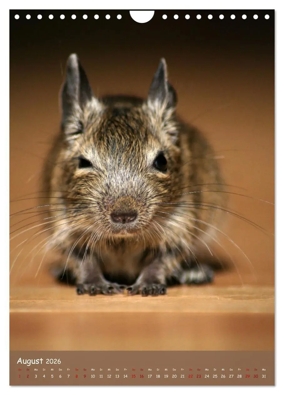 Bild: 9783516313062 | Degus - Winzlinge mit großem Herz (Wandkalender 2026 DIN A4 hoch),...