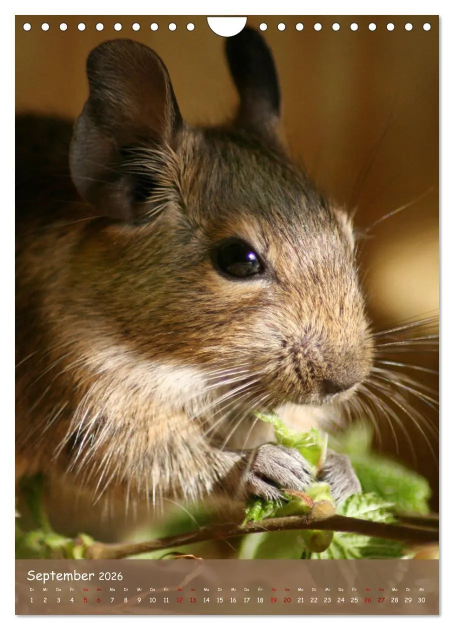 Bild: 9783516313062 | Degus - Winzlinge mit großem Herz (Wandkalender 2026 DIN A4 hoch),...