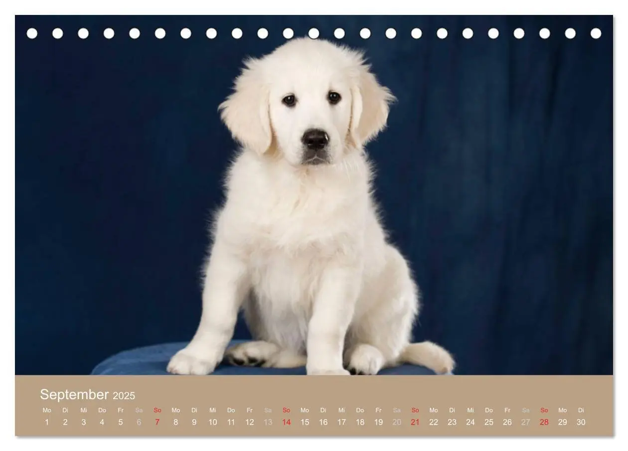 Bild: 9783435743162 | Golden Retriever (Tischkalender 2025 DIN A5 quer), CALVENDO...