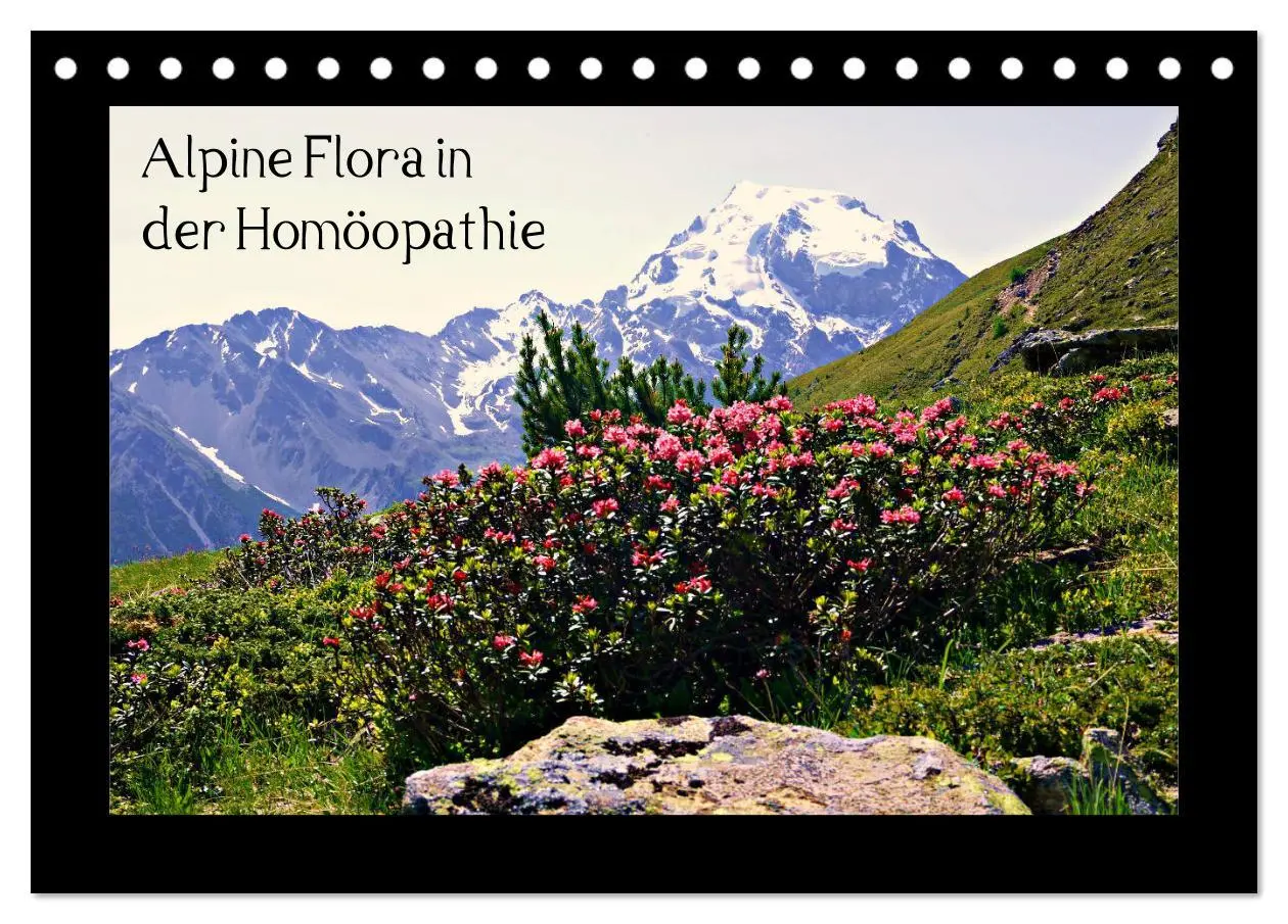 Cover: 9783457763162 | Alpine Flora in der Homöopathie (Tischkalender 2026 DIN A5 quer),...