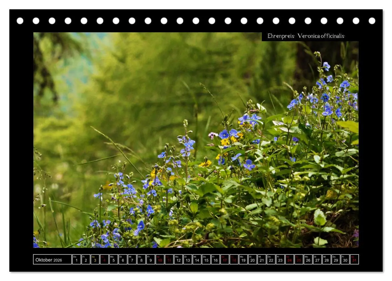 Bild: 9783457763162 | Alpine Flora in der Homöopathie (Tischkalender 2026 DIN A5 quer),...