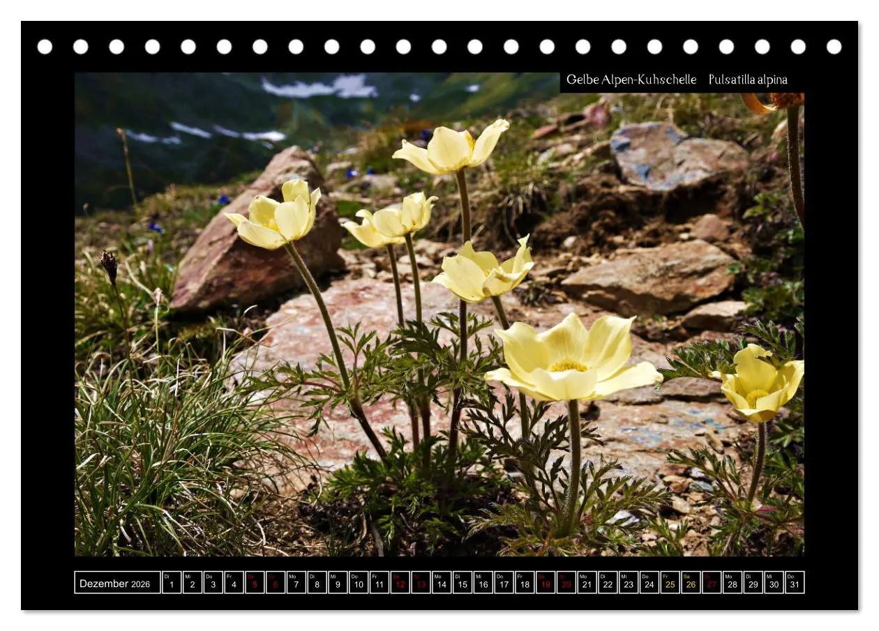 Bild: 9783457763162 | Alpine Flora in der Homöopathie (Tischkalender 2026 DIN A5 quer),...