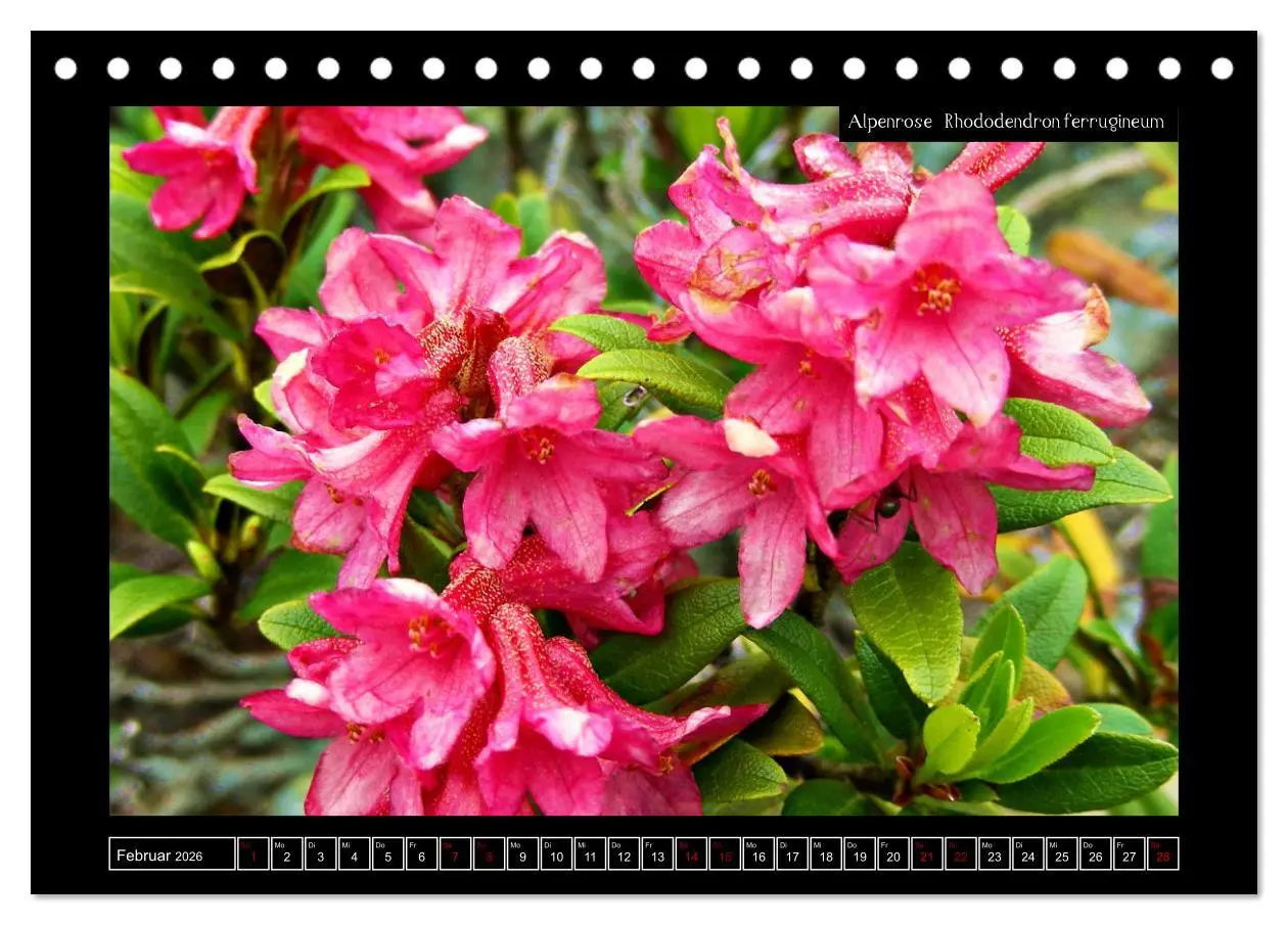 Bild: 9783457763162 | Alpine Flora in der Homöopathie (Tischkalender 2026 DIN A5 quer),...