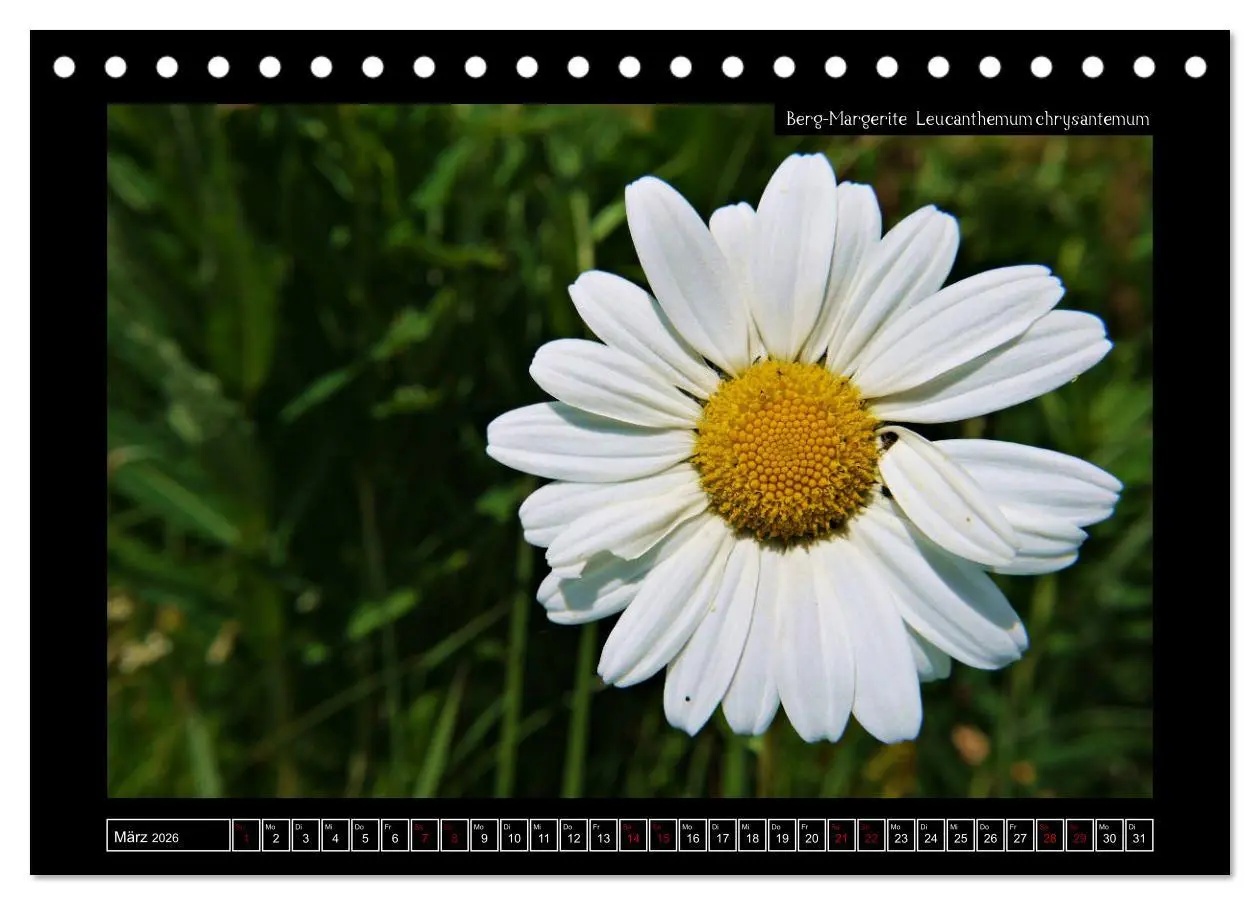 Bild: 9783457763162 | Alpine Flora in der Homöopathie (Tischkalender 2026 DIN A5 quer),...