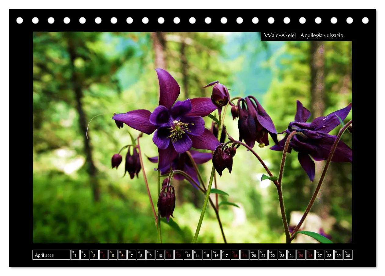 Bild: 9783457763162 | Alpine Flora in der Homöopathie (Tischkalender 2026 DIN A5 quer),...