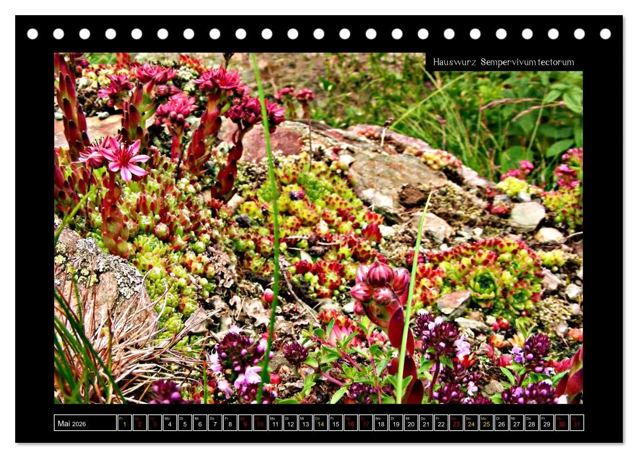 Bild: 9783457763162 | Alpine Flora in der Homöopathie (Tischkalender 2026 DIN A5 quer),...