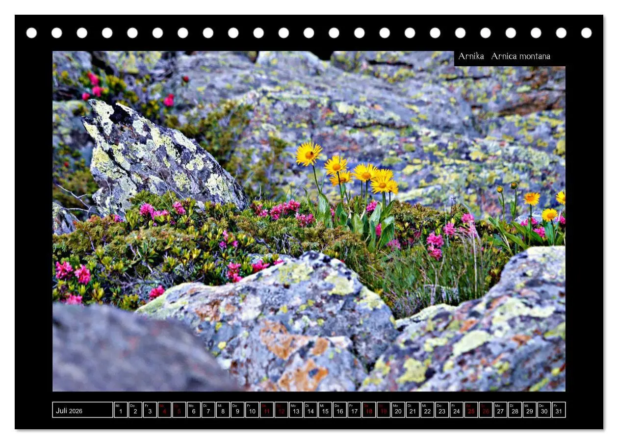 Bild: 9783457763162 | Alpine Flora in der Homöopathie (Tischkalender 2026 DIN A5 quer),...