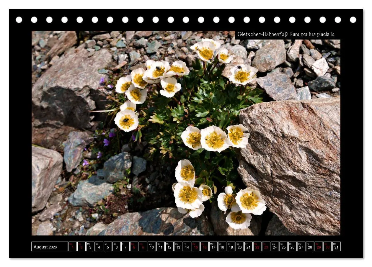 Bild: 9783457763162 | Alpine Flora in der Homöopathie (Tischkalender 2026 DIN A5 quer),...