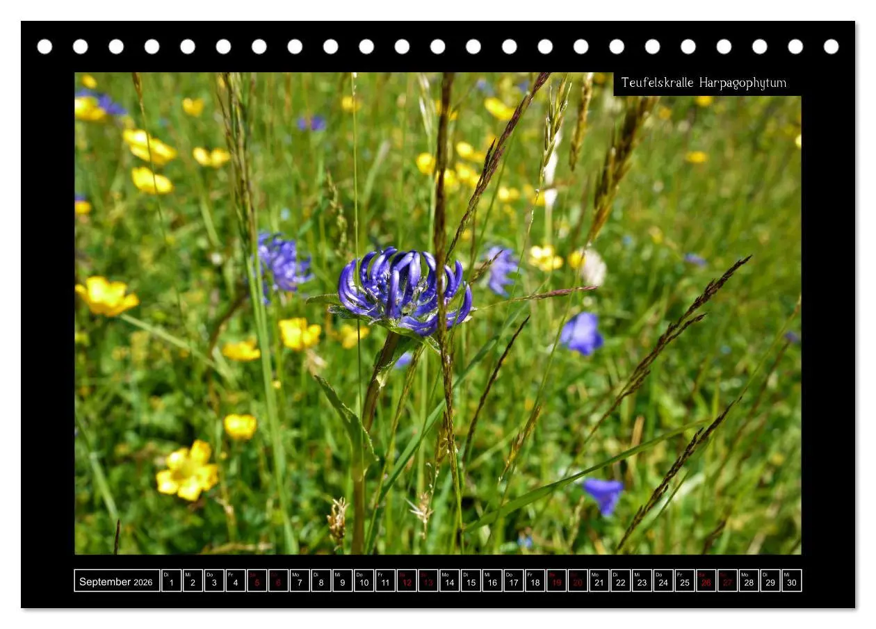 Bild: 9783457763162 | Alpine Flora in der Homöopathie (Tischkalender 2026 DIN A5 quer),...