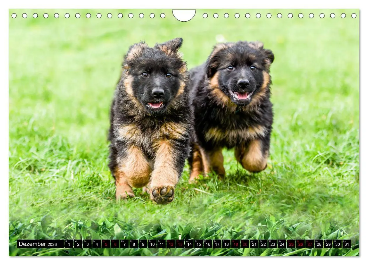 Bild: 9783457373262 | Langstockhaar - Schäferhund - Babys (Wandkalender 2026 DIN A4...