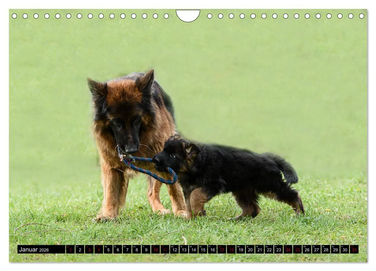 Bild: 9783457373262 | Langstockhaar - Schäferhund - Babys (Wandkalender 2026 DIN A4...