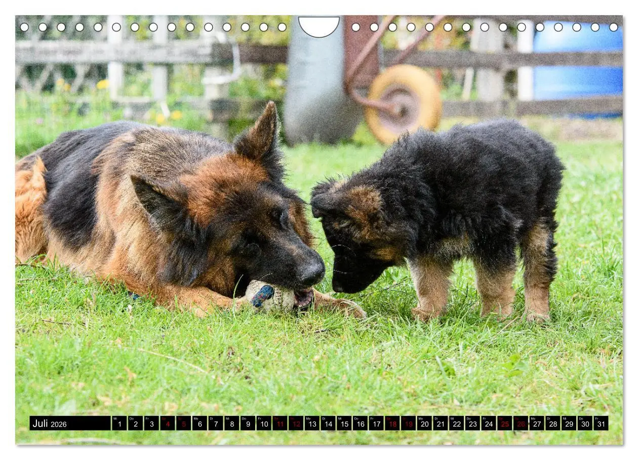 Bild: 9783457373262 | Langstockhaar - Schäferhund - Babys (Wandkalender 2026 DIN A4...