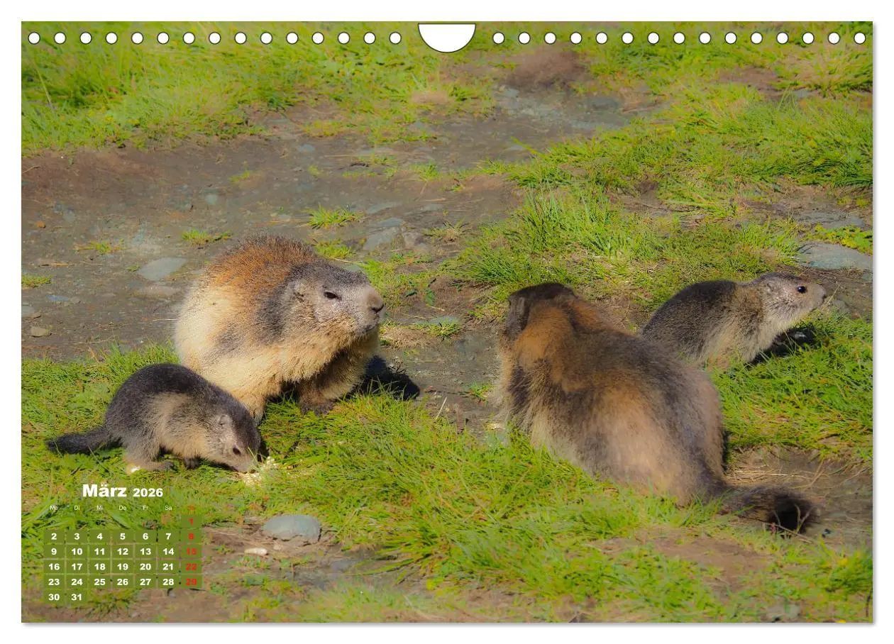Bild: 9783457683262 | Großglockner, Alpen, Murmeltiere &amp; mehr by VogtArt (Wandkalender...