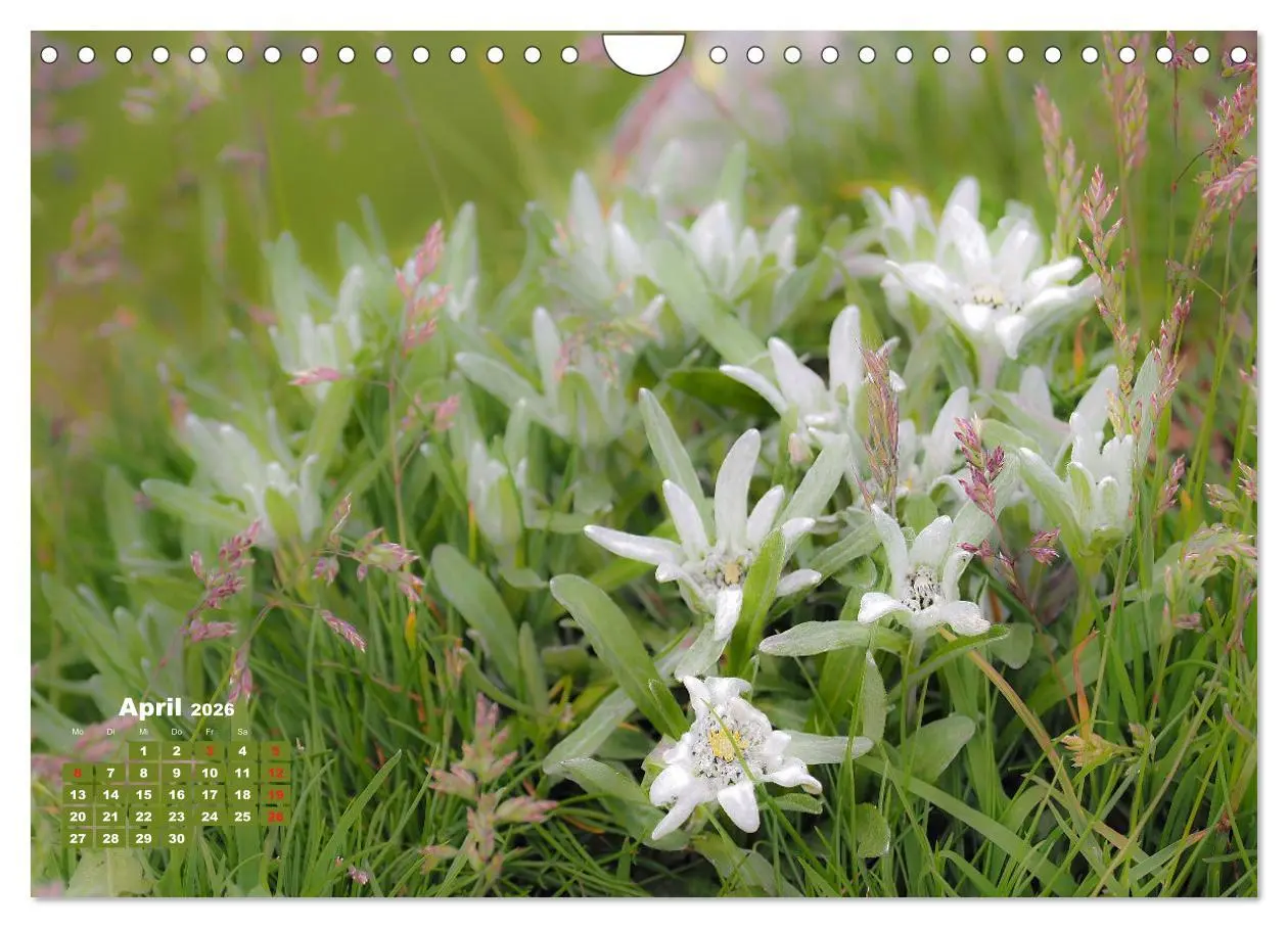 Bild: 9783457683262 | Großglockner, Alpen, Murmeltiere &amp; mehr by VogtArt (Wandkalender...