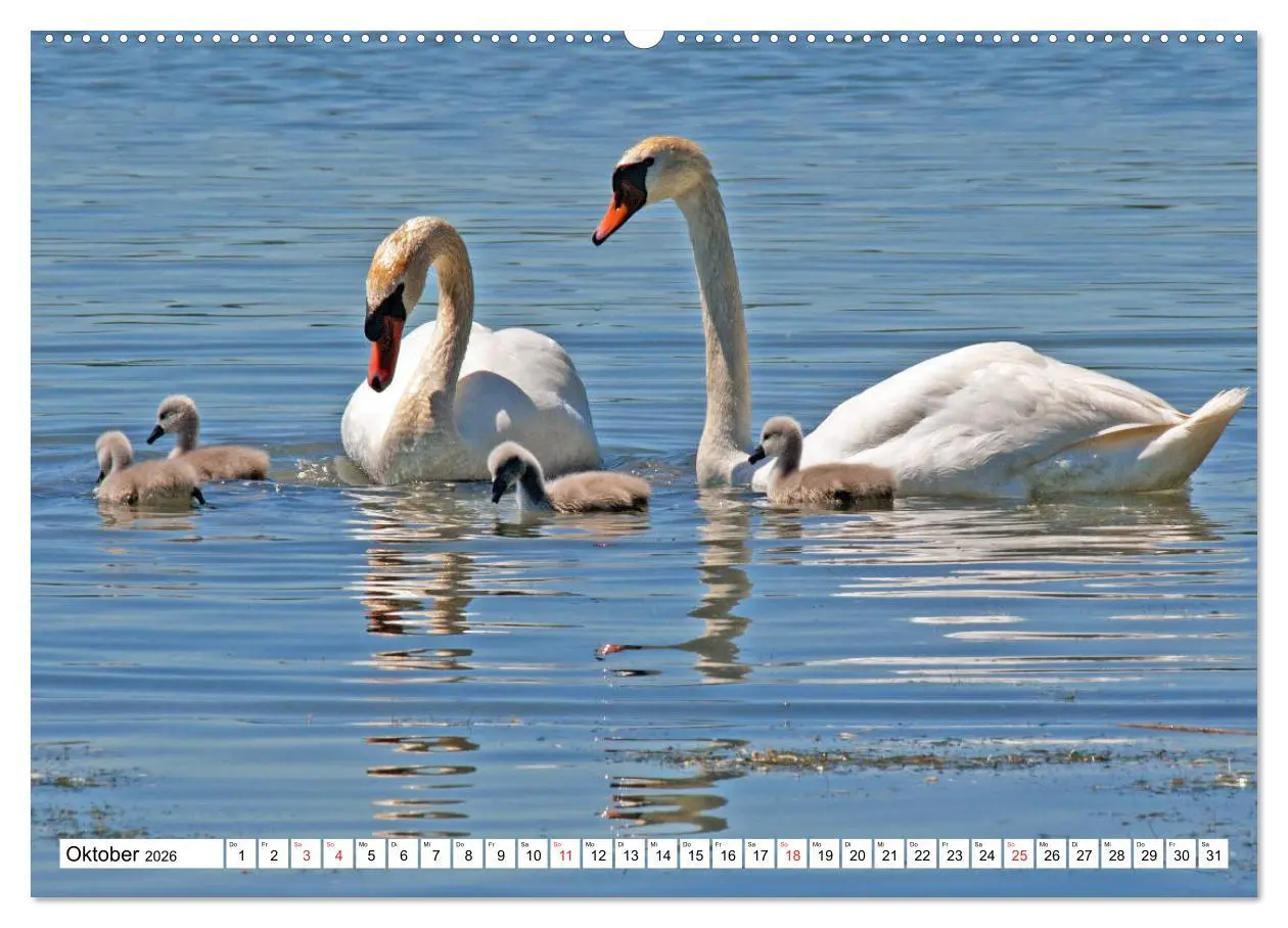 Bild: 9783457753262 | Chiemsee - Sommerferien am bayrischen Meer (Wandkalender 2026 DIN...