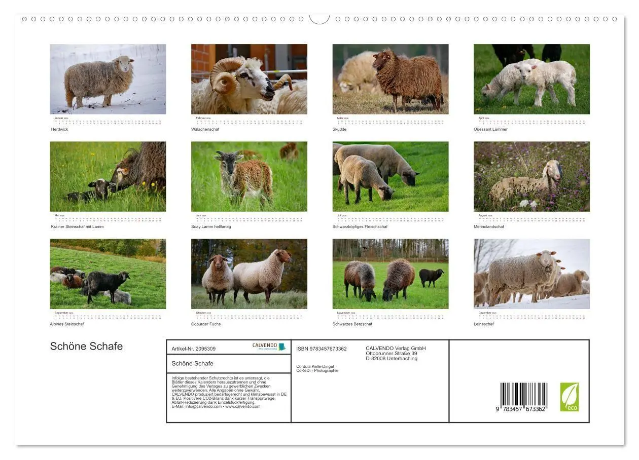 Bild: 9783457673362 | Schöne Schafe (hochwertiger Premium Wandkalender 2026 DIN A2 quer),...