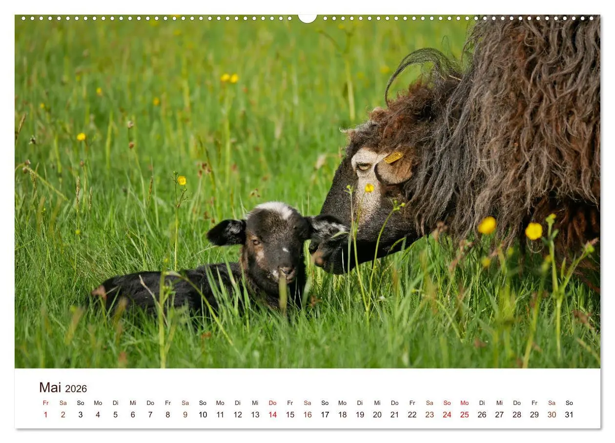 Bild: 9783457673362 | Schöne Schafe (hochwertiger Premium Wandkalender 2026 DIN A2 quer),...