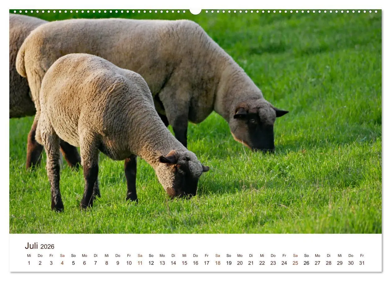 Bild: 9783457673362 | Schöne Schafe (hochwertiger Premium Wandkalender 2026 DIN A2 quer),...