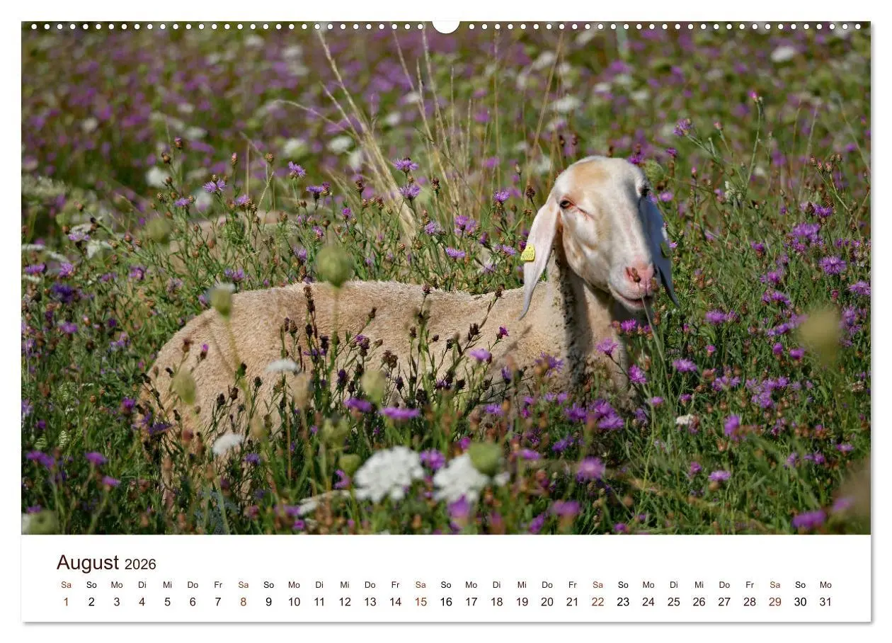 Bild: 9783457673362 | Schöne Schafe (hochwertiger Premium Wandkalender 2026 DIN A2 quer),...