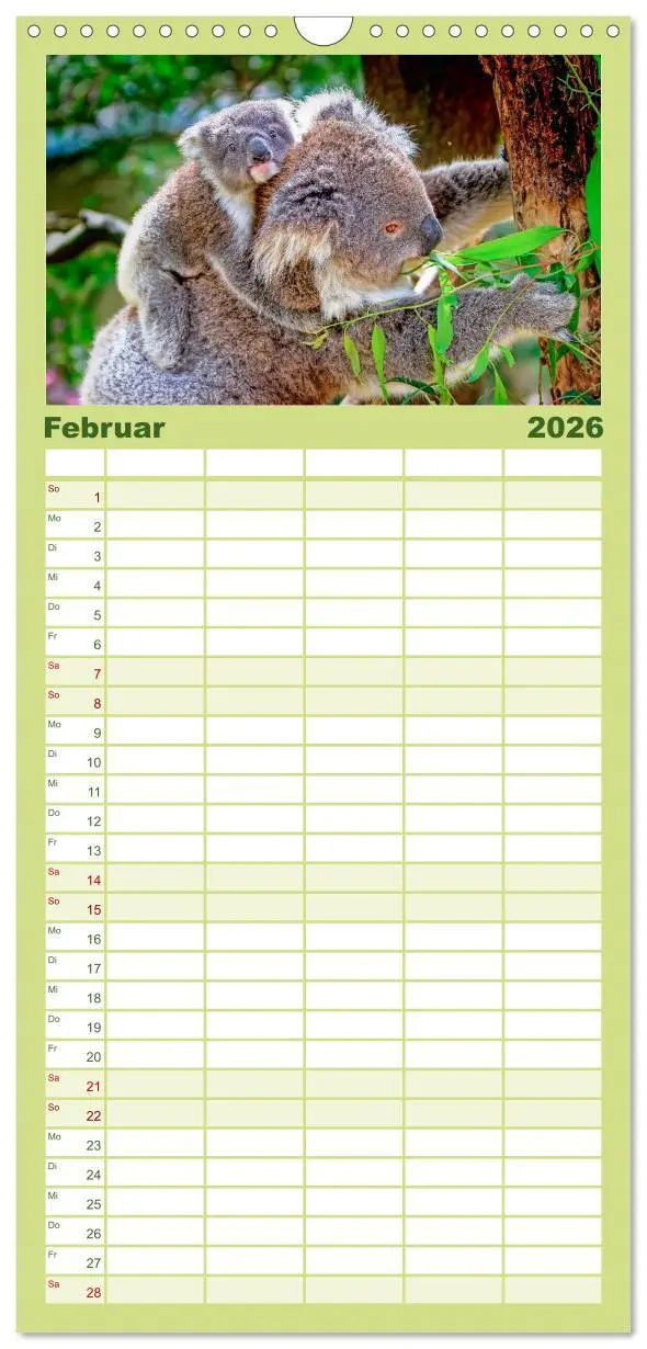 Bild: 9783516523362 | Familienplaner 2026 - Koala - kleiner Teddy mit 5 Spalten...