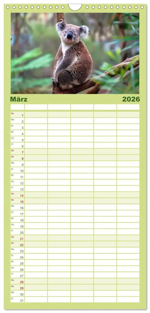 Bild: 9783516523362 | Familienplaner 2026 - Koala - kleiner Teddy mit 5 Spalten...