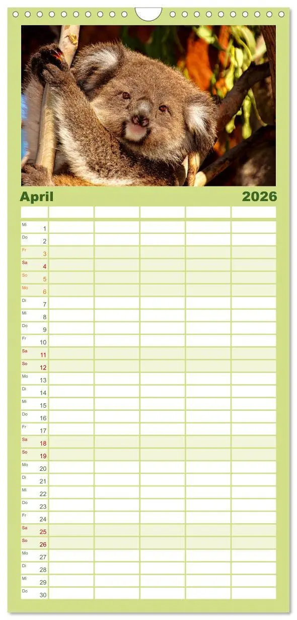 Bild: 9783516523362 | Familienplaner 2026 - Koala - kleiner Teddy mit 5 Spalten...