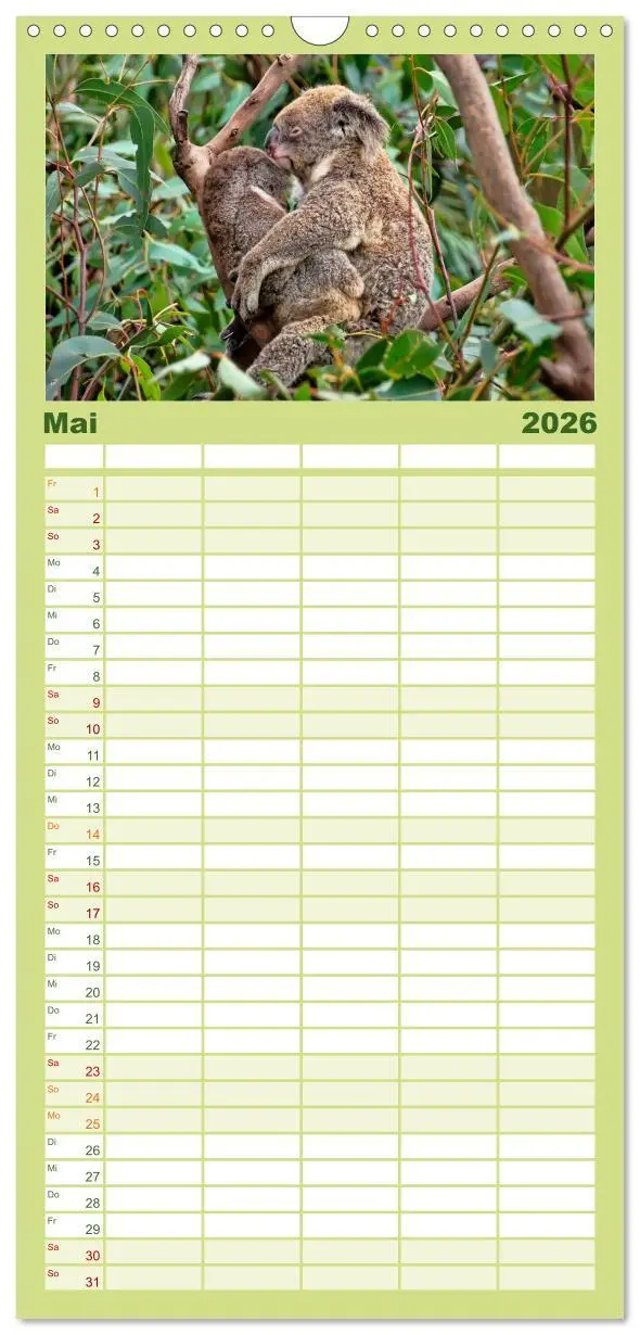 Bild: 9783516523362 | Familienplaner 2026 - Koala - kleiner Teddy mit 5 Spalten...