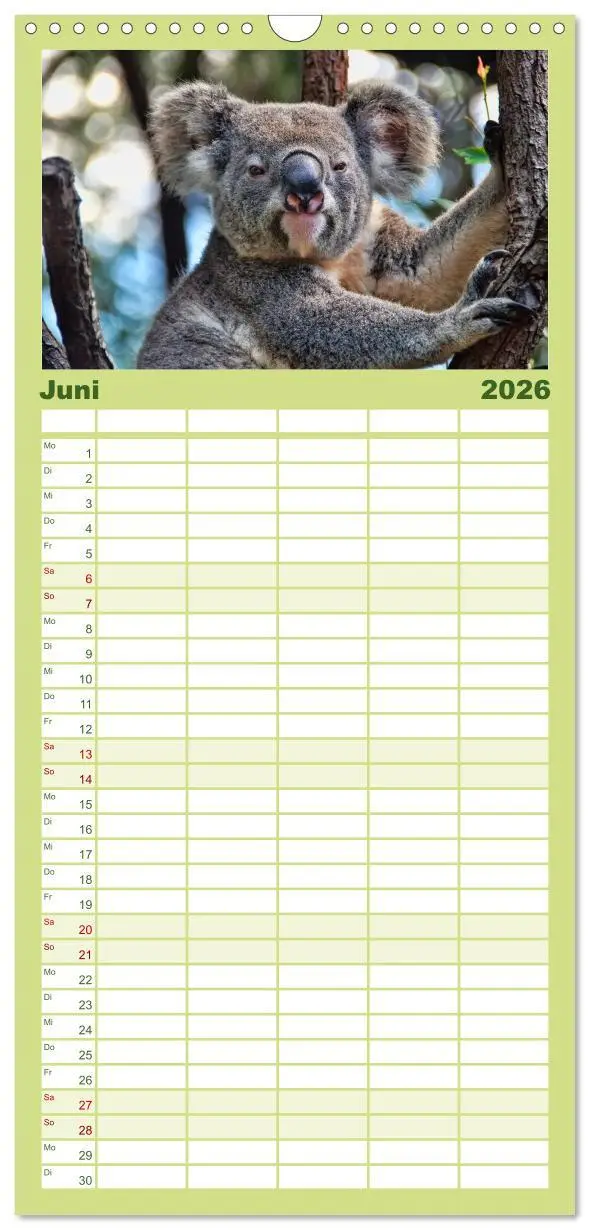 Bild: 9783516523362 | Familienplaner 2026 - Koala - kleiner Teddy mit 5 Spalten...