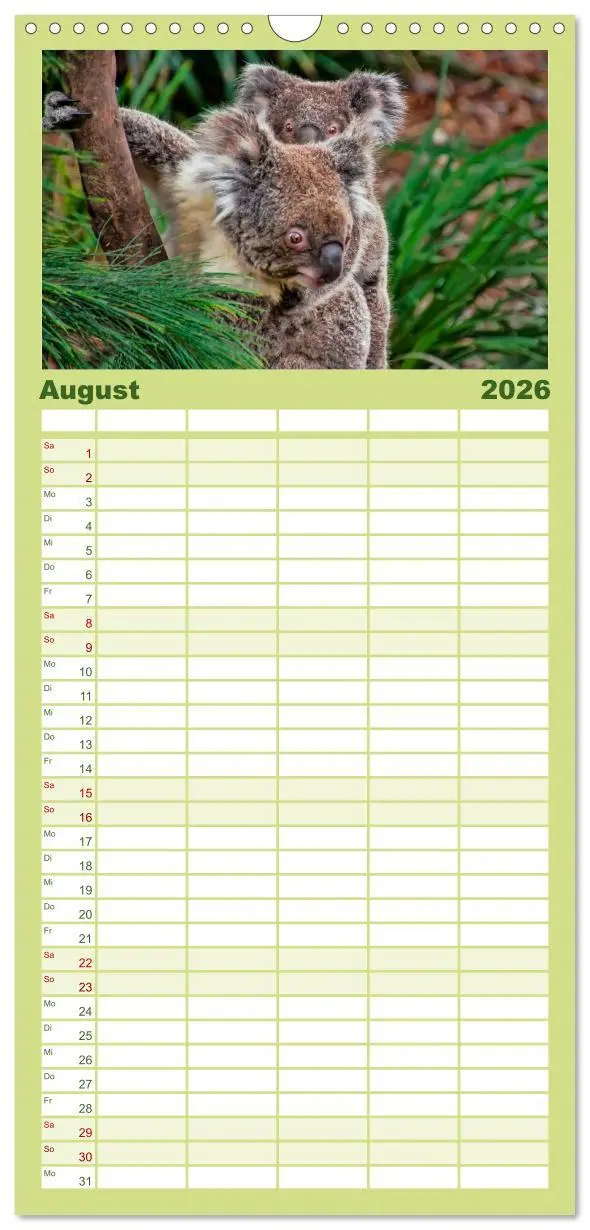 Bild: 9783516523362 | Familienplaner 2026 - Koala - kleiner Teddy mit 5 Spalten...