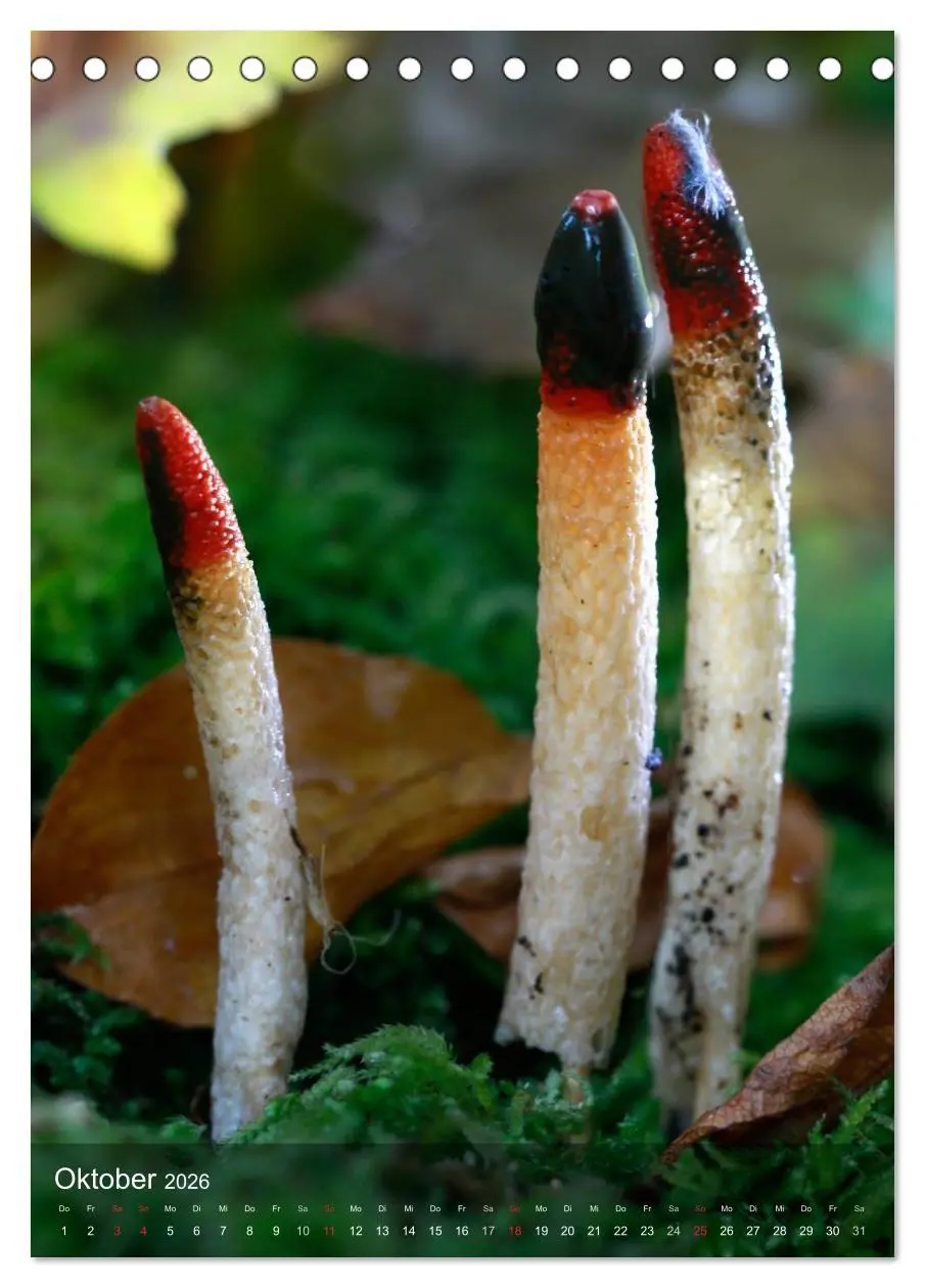 Bild: 9783516443462 | Kuriositäten aus der Welt der Pilze (Tischkalender 2026 DIN A5...