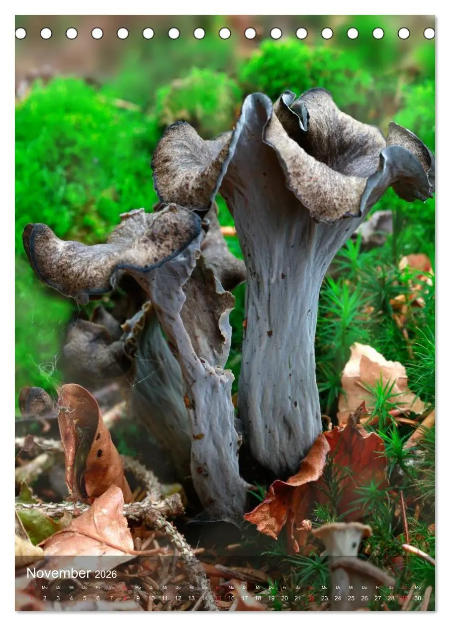 Bild: 9783516443462 | Kuriositäten aus der Welt der Pilze (Tischkalender 2026 DIN A5...