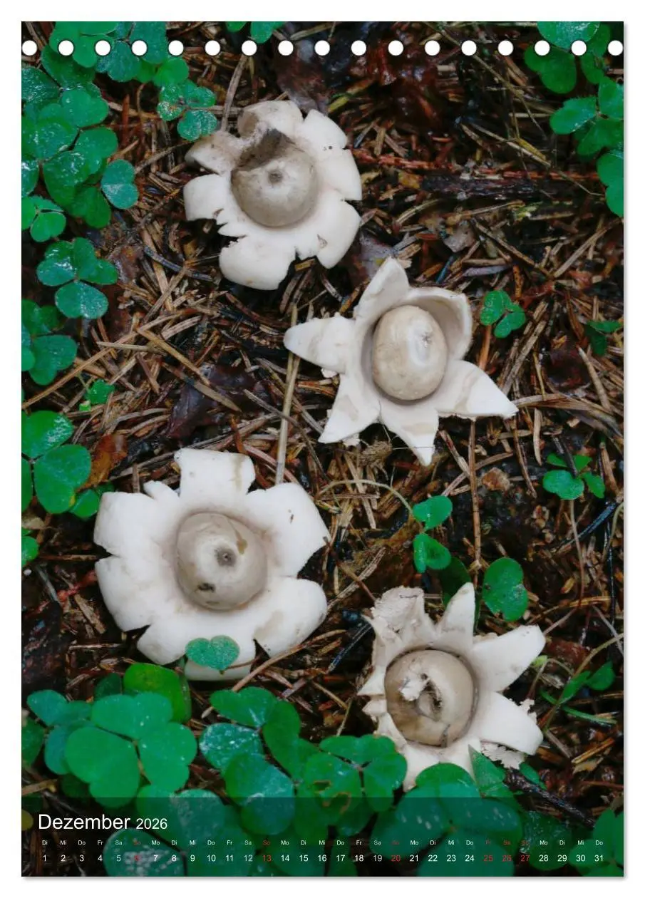 Bild: 9783516443462 | Kuriositäten aus der Welt der Pilze (Tischkalender 2026 DIN A5...