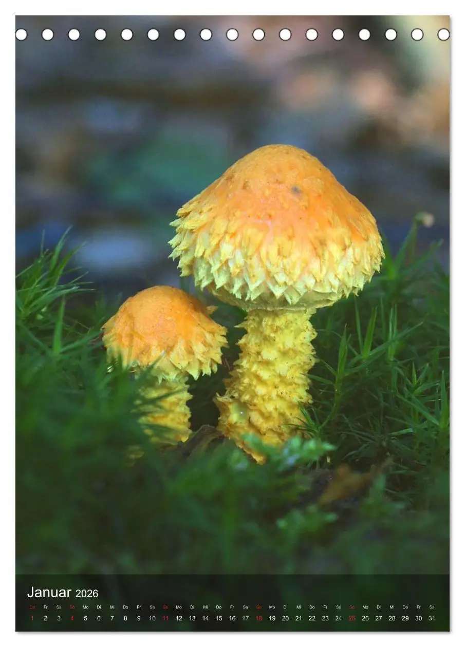 Bild: 9783516443462 | Kuriositäten aus der Welt der Pilze (Tischkalender 2026 DIN A5...