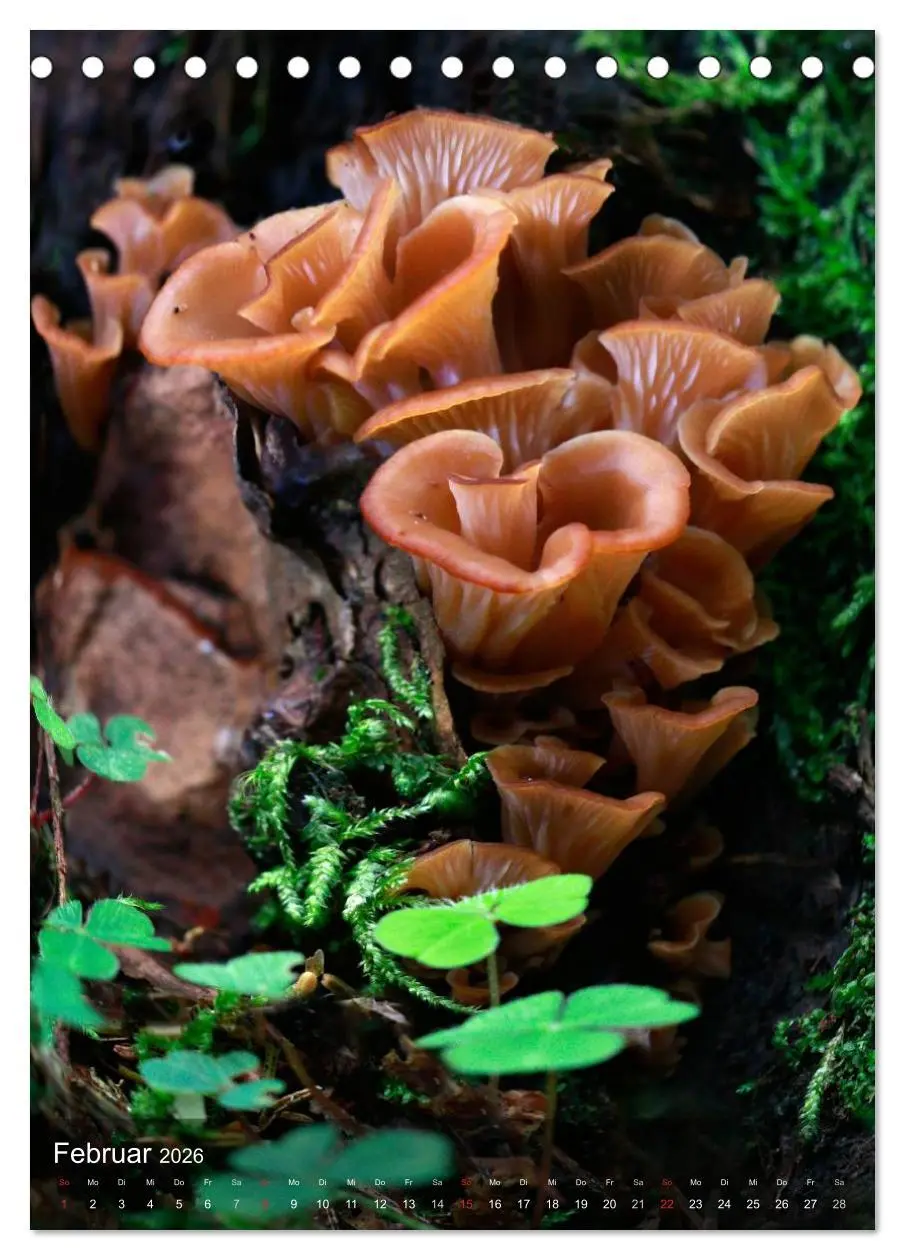 Bild: 9783516443462 | Kuriositäten aus der Welt der Pilze (Tischkalender 2026 DIN A5...