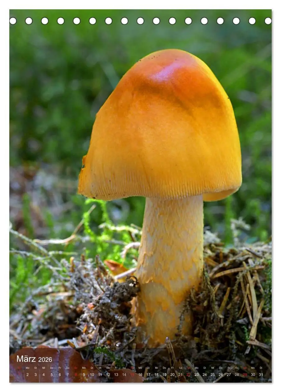 Bild: 9783516443462 | Kuriositäten aus der Welt der Pilze (Tischkalender 2026 DIN A5...