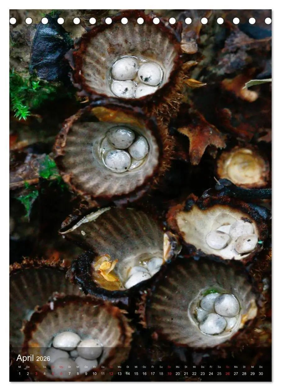 Bild: 9783516443462 | Kuriositäten aus der Welt der Pilze (Tischkalender 2026 DIN A5...
