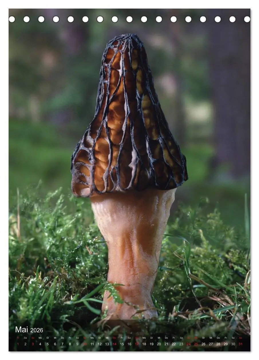 Bild: 9783516443462 | Kuriositäten aus der Welt der Pilze (Tischkalender 2026 DIN A5...