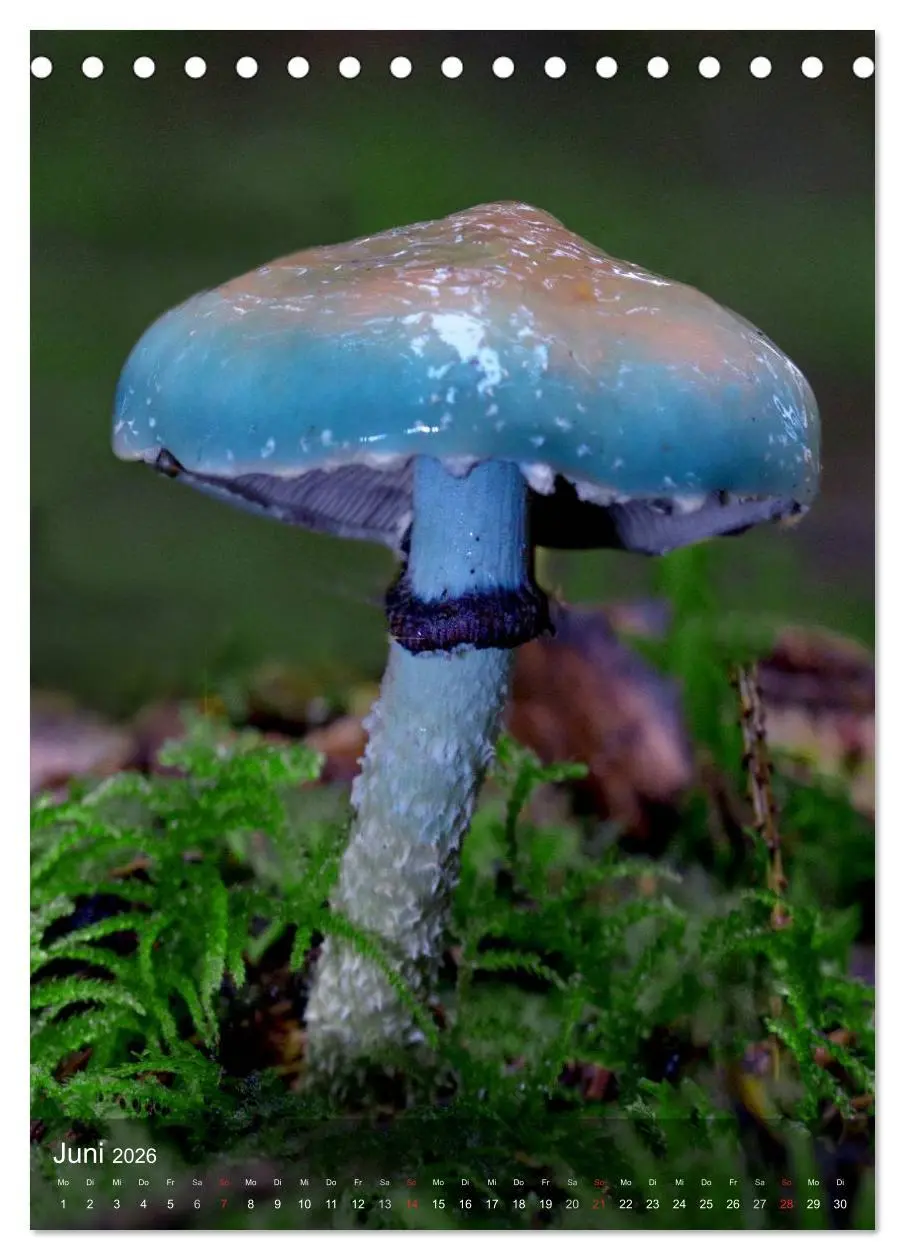 Bild: 9783516443462 | Kuriositäten aus der Welt der Pilze (Tischkalender 2026 DIN A5...
