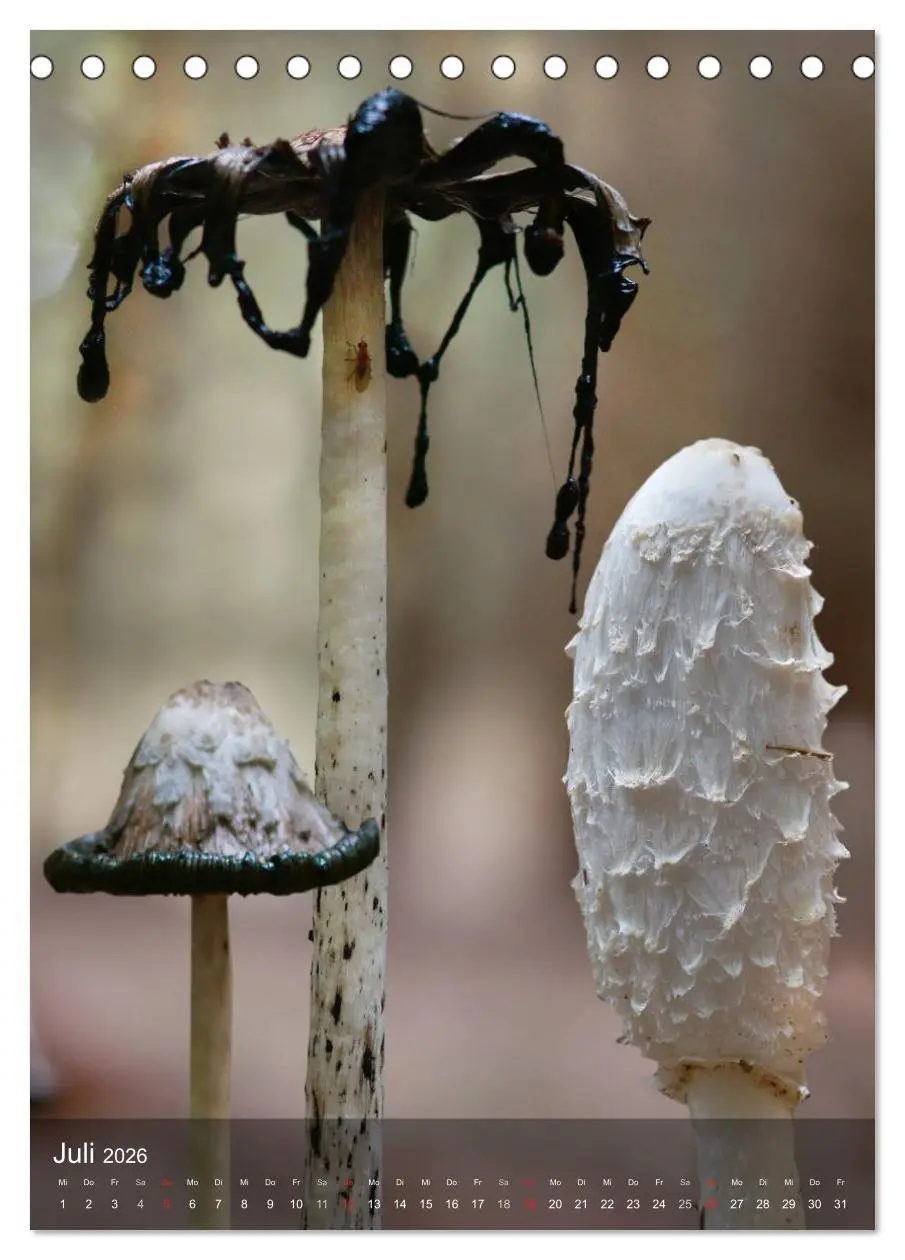 Bild: 9783516443462 | Kuriositäten aus der Welt der Pilze (Tischkalender 2026 DIN A5...