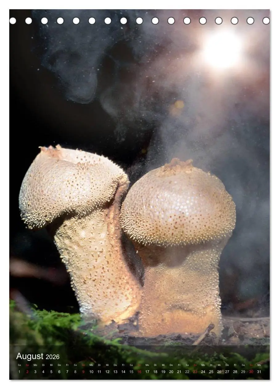 Bild: 9783516443462 | Kuriositäten aus der Welt der Pilze (Tischkalender 2026 DIN A5...