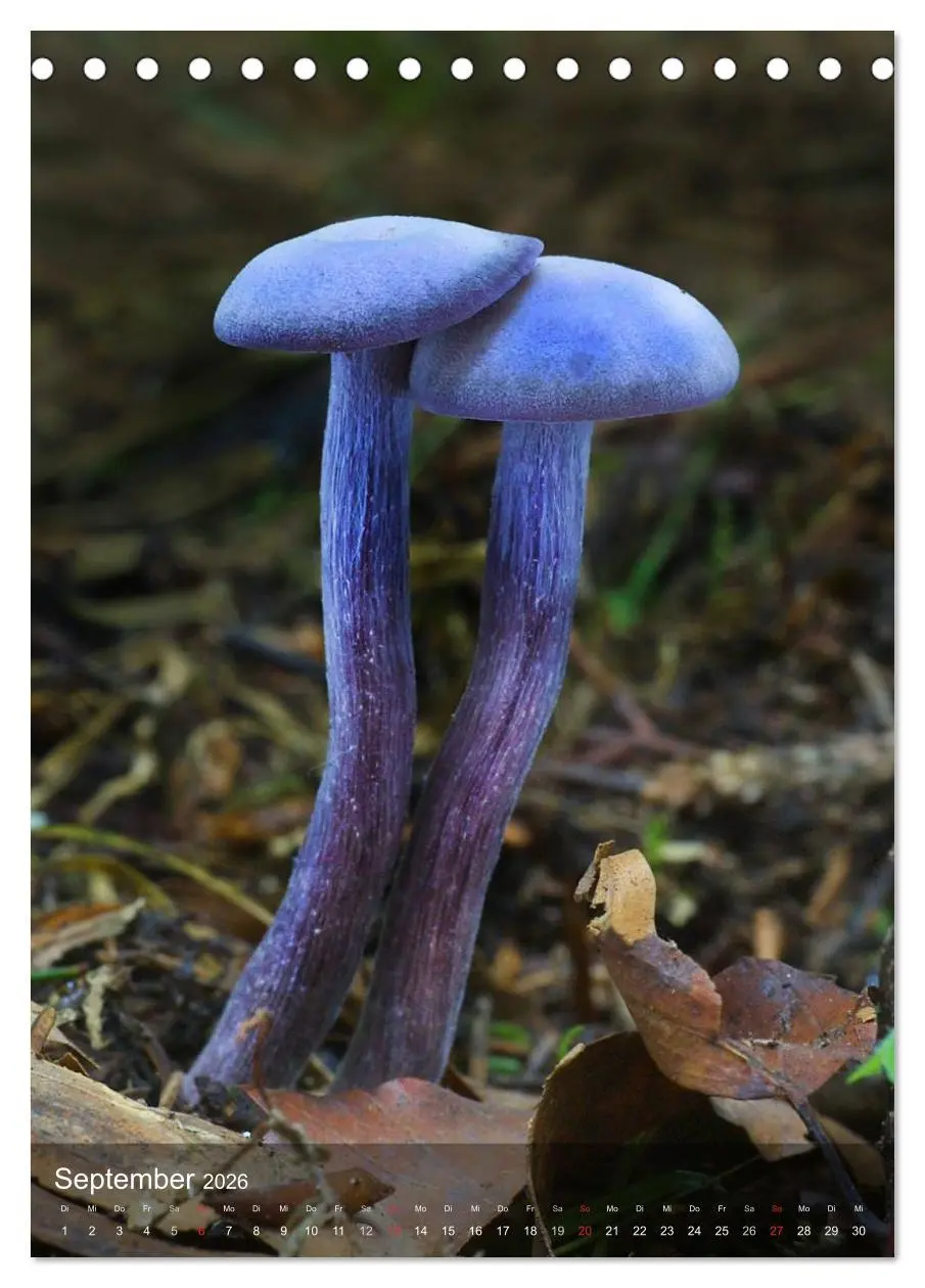 Bild: 9783516443462 | Kuriositäten aus der Welt der Pilze (Tischkalender 2026 DIN A5...
